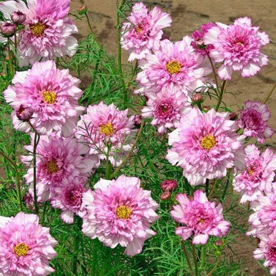 Qualtivate NBIR-206 Cosmos - Double Click Bi-Colour Pink Seeds - High Germination Seed(25 per packet)