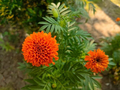 CRGO marigold,gende ka phool Seed(35 per packet)