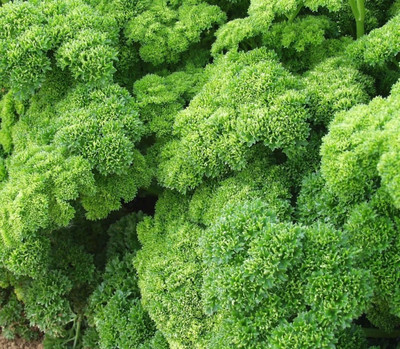 Quentova Parsley Moss Curled Seeds Herbs Non-GMO-IACR-5R Seed(150 per packet)