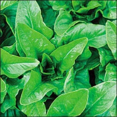 Qualtivate DXL-2AT Amish Deer Tongue Lettuce Seeds Seed(300 per packet)