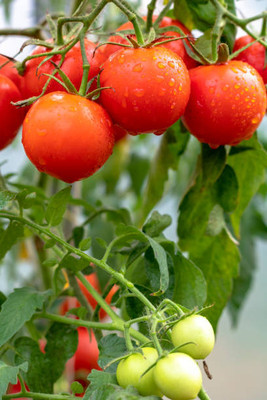 Desi Nushke tomato Seed(110 per packet)
