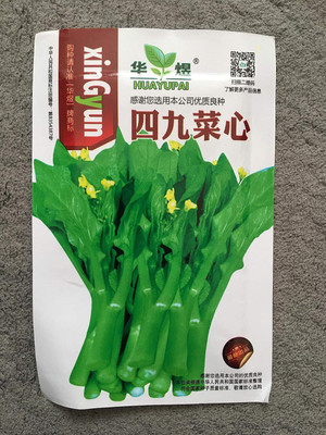 KNESSiN Cabbage Choy Sum Chinese Seed(200 per packet)
