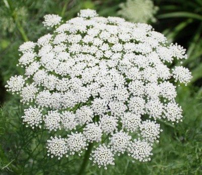 VibeX ® XLR-16 QUEEN ANNE LACE White Bishops Flower,Wild Carrot Seed(50 per packet)