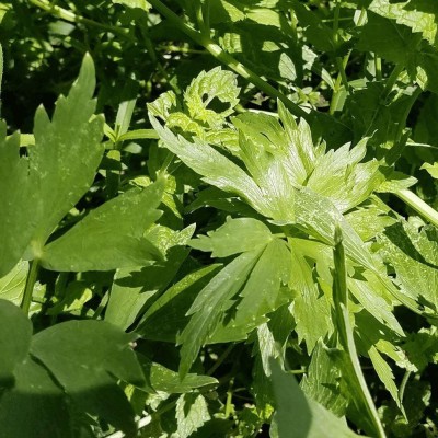 CYBEXIS KGF -71 - Lovage (Levisticum officinale) - (250 Seeds) Seed(250 per packet)