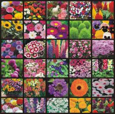 FLARE SEEDS 30 Variety Summer & Winter Flowers Seeds Combo Seed(25 g)