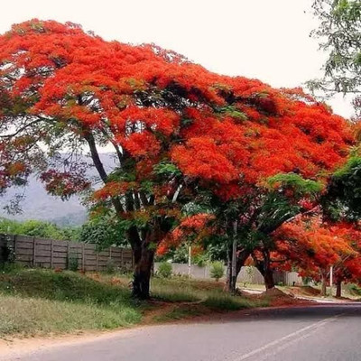 Garden Basket Hubb Gulmohar Seeds/Ornamental tree seed/Avenue Tree seed/Delonix regia seed Seed(75 per packet)