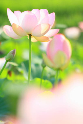 Weird lotus,kamal gatta Seed(10 per packet)