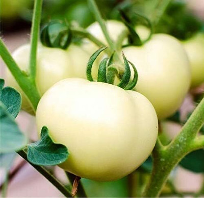 Biosnyg Organic Giant White Tomato Seeds For Hydrophonics - (1000 Seeds) Seed(1000 per packet)