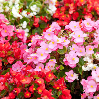CYBEXIS VXI-2 - Fibrous Begonia Cocktail Series Plant - (270 Seeds) Seed(270 per packet)