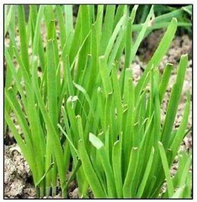 CYBEXIS LXI-90 - Garlic Chives Allium tuberosum - (2250 Seeds) Seed(2250 per packet)