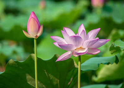 VENUS ONLINE lotus,kamal gatta Seed(10 per packet)