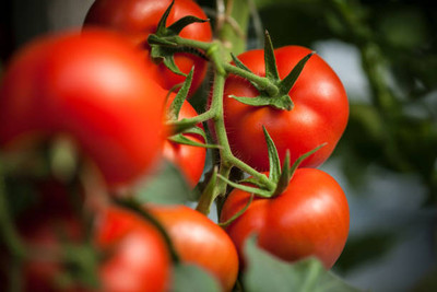XOLDAA tomato Seed(110 per packet)