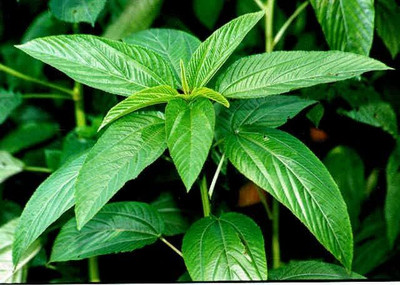 Qualtivate HUA-5A Egyptian Spinach Seeds Seed(100 per packet)