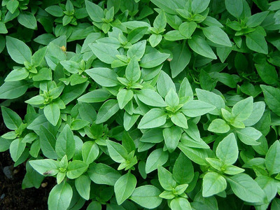 WILLVINE LX-22 Spicy Globe Basil Herb Seed(1000 per packet)