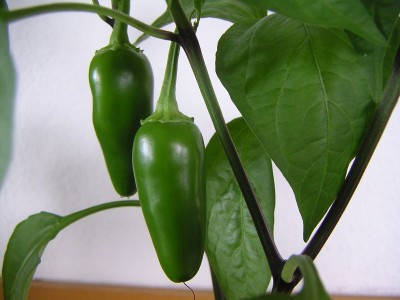 KNESSiN Green / Red Chilli Country Seeds Seed(200 per packet)