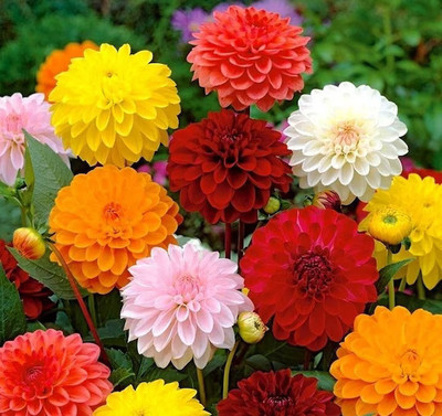 BISWAS Dahlia hybrid mix flower seeds, Dahlia seeds for planting Seed(20 per packet)
