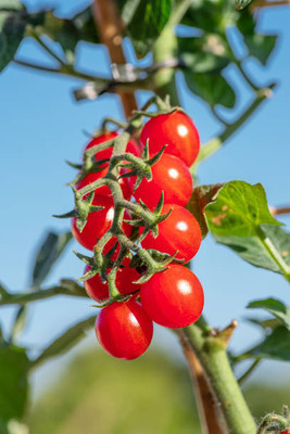 nature boon tomato Seed(135 per packet)