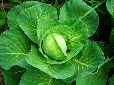 Aywal Green Cabbage Hybrid F1 Seeds |Patta Gobhi | Kamarkalla Seed(1100 per packet)
