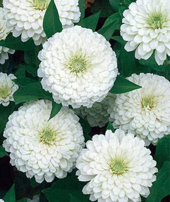 LPR ZINNIA, ZENNIA Seed(25 per packet)