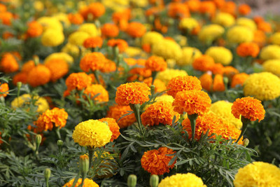 CALYXSEEDS marigold/gende ka phool flower seeds Seed(50 per packet)