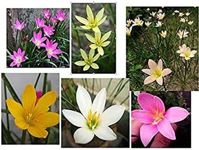 CYBEXIS NDIR-51 - Mixed Rain Lily Flowering - (60 Seeds) Seed(60 per packet)