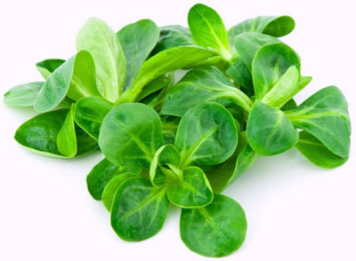 VibeX ® VLR-524 Corn Salad Mache Lamb's Lettuce Seed(200 per packet)