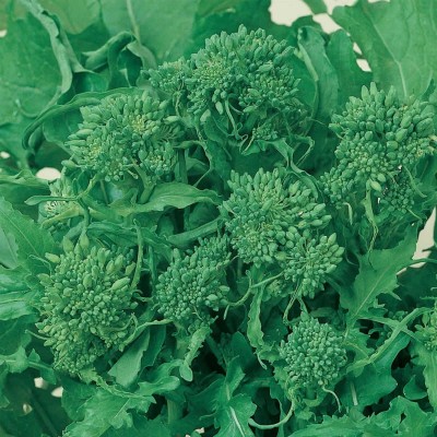 Biosnyg Broccoli Raab Seeds - Spring Rapini -[1000 Seeds] Seed(1000 per packet)