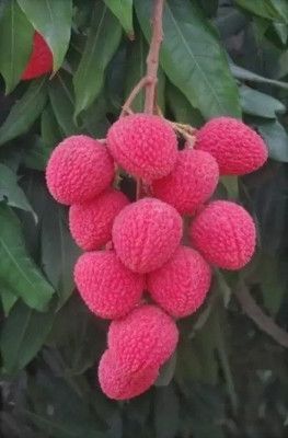 MAA Litchi, Lichi, Lychee Seed(27 per packet)