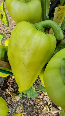 Biosnyg Disease-Resistant Amanda Sweet Pepper Seeds For Kitchen Gardening-(2000 Seeds) Seed(2000 per packet)