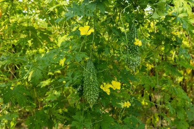 Kodali Hybrid F1 Bitter Gourd Seeds Pack Of 42 Seed(42 per packet)