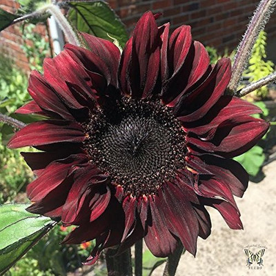 KNESSiN Flower Seed(200 per packet)