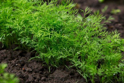 Aywal Soya Saag Dill Culinary Herb /Soya Herb Grow This Tasty Herb in Your Garden Seed(900 per packet)