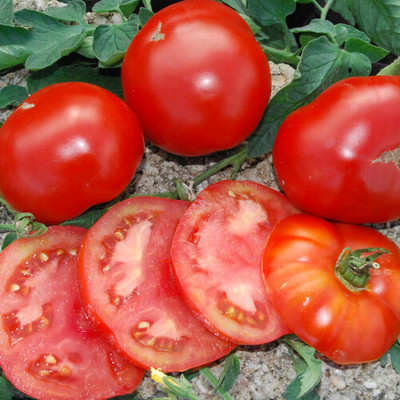 VRAKSHA Tomato Red टमाटर Seed(800 per packet)