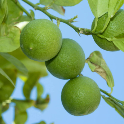 Aywal Mausambi Sweet Lemon Fruit - Citrus Limetta Seed(9 per packet)