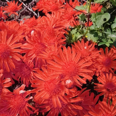 VibeX NBIR-42 - Ground-cover Chrysanthemum - (270 Seeds) Seed(270 per packet)