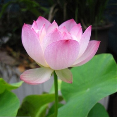 FUTABA Light Pink Bowl Lotus Seeds - 5 Pcs Seed(5 per packet)