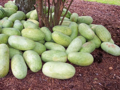 Biosnyg Organic Charleston Gray Watermelon Seeds For Kitchen Gardening-(100 Seeds) Seed(100 per packet)