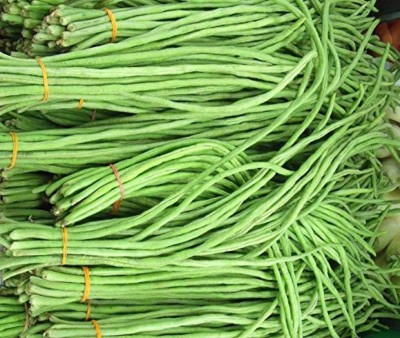 CHILLATAI Hybrid Variety Long Bobbarlu Seeds/Yard Long Beans Vegetable Seed(15 per packet)