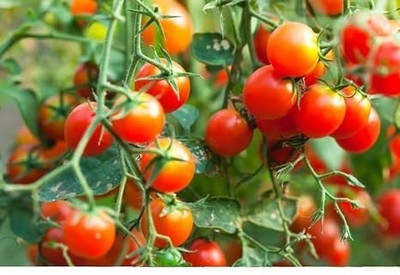 eShoptail Cherry Tomato Hybrid Seeds Vegetable Seeds, High Germination Home & Garden Seed(5 g)