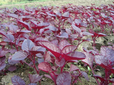 BHUSAN Red spinach seeds PACK OF 2280 Seed(2280 per packet)