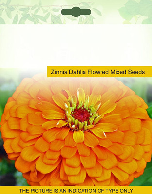 CYBEXIS Zinnia Dahlia Flowred Seeds Seed(1 g)