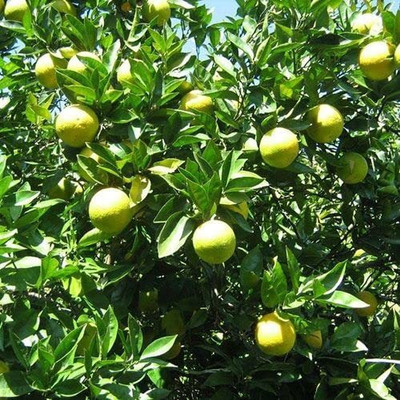 Aywal Mausambi Sweet Lemon Fruit - Citrus Limetta Seed(19 per packet)