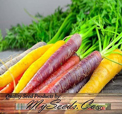 CYBEXIS XLL-69 - Rainbow Mix Carrot - (750 Seeds) Seed(750 per packet)