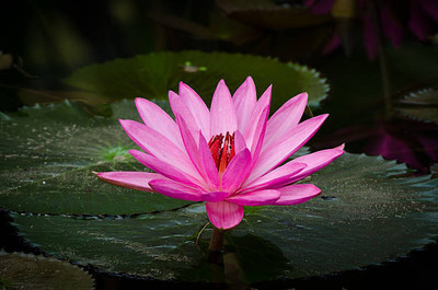 ZENISO lotus,kamal gatta Seed(15 per packet)