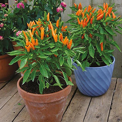Epazo Capsicum Choice Round Mix Flower Seed(30 per packet)