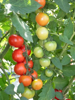 Kingdom tomato Seed(75 per packet)