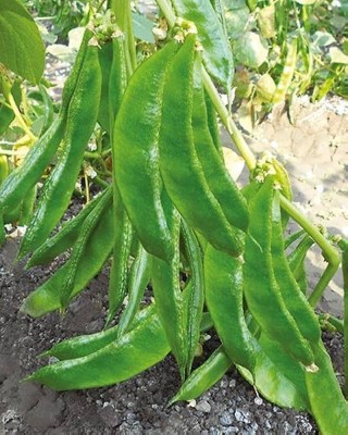 golden hills farm High Yield Chikkudu,Lablab Beans Adavichikkudu, Alsanda Seeds - Dolichos Beans Seed(50 per packet)