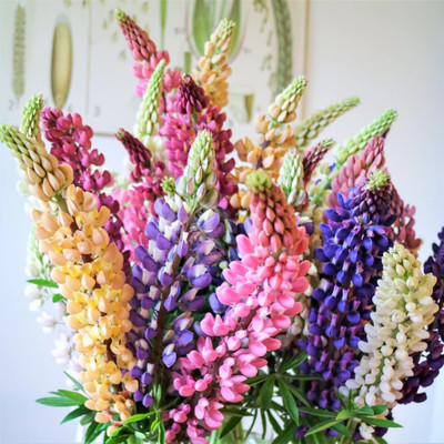Quentova New Color Mix Lupine Plant-KGF-10G Seed(50 per packet)
