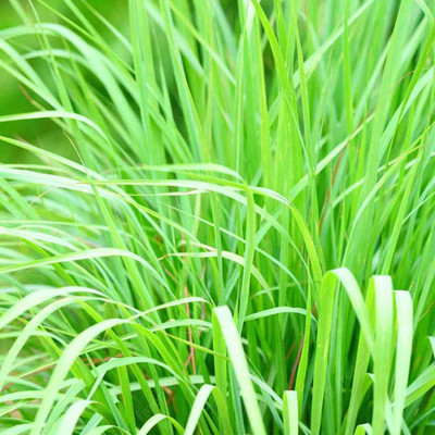Quentova Lemon grass/लेमन ग्रास (Cymbopogon citratus)-SNIG-5G Seed(50 per packet)