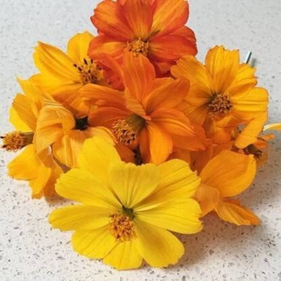 Aywal Cosmos - Double Click Mixed - High Germination Seed(7 g)